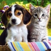 Allowing pets in your Self-Directed IRA rentals