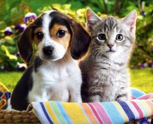 Allowing pets in your Self-Directed IRA rentals