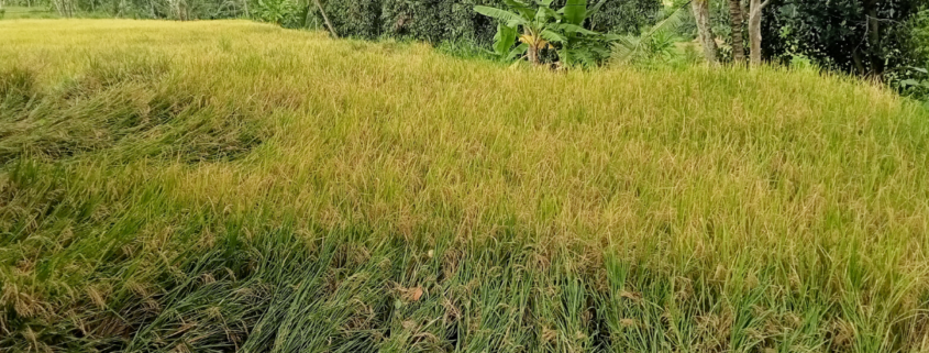 Raw Land